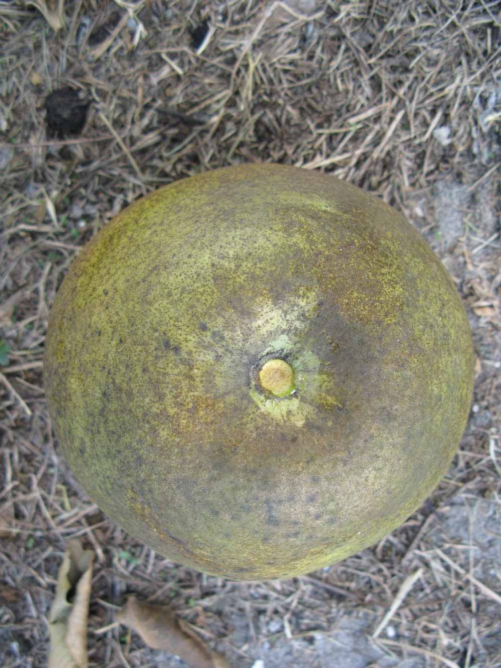              Fruit (Winter Haven, FL)       